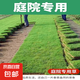 草坪真草帶土矮生馬尼拉草皮百慕大果嶺草耐寒四季常青庭院綠化苗 庭院專用草坪成品草皮1平方帶土 10cm以下