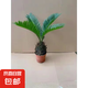 鐵樹盆景鐵樹苗蘇鐵樹苗盆栽綠植物花卉大鐵樹盆景苗大型綠植花卉 鐵樹球莖4-6cm