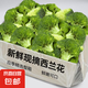 新鮮西蘭花花椰菜青花菜西藍(lán)花菜花當(dāng)季時令新鮮蔬菜 新鮮青花帶箱3斤【西蘭花】