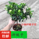 獨(dú)桿棒棒糖梔子花帶花苞四季開花濃香型庭院盆栽客廳陽臺(tái)花卉好養(yǎng) 獨(dú)桿大葉梔子40-50高（帶花苞）【原土發(fā)貨】