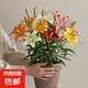 香水百合種球帶芽四季開花室內(nèi)外陽(yáng)臺(tái)多頭百合耐寒好養(yǎng) 混色【帶芽發(fā)貨】 5個(gè)球（更便宜）