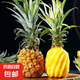 廣東香水菠蘿 徐聞菠蘿 新鮮水果非鳳梨現(xiàn)采現(xiàn)摘整箱包郵 【1個(gè)裝】?jī)糁?.3斤-1.5斤