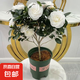 白山茶花盆栽不帶花苞東方亮白色山茶花樹(shù)苗四季室內(nèi)花卉陽(yáng)臺(tái)好養(yǎng) 東方亮白山茶高約42cm【不帶花苞】+加輪盆