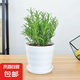 迷迭香苗盆栽可食用驅(qū)蚊植物香草薄荷苗綠植物室內(nèi)煎牛排水培花卉 迷迭香1盆整體高約25cm+螺紋盆+肥料