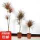 千年木七彩鐵盆栽三色龍血樹盆栽辦公室內客廳大型綠植花卉植物 多頭七彩鐵60-70cm高