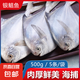 野生海捕銀鯧魚5條/斤新鮮冷凍批發(fā)海鮮水產(chǎn)白鯧魚一箱海魚扁平魚 野生海捕銀鯧魚500g/袋*3（15條）