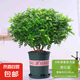 驅(qū)蚊蟲清香木盆栽正宗胡椒木花卉綠植四季好養(yǎng)凈化空氣吸甲醛植物 6年大苗1盆【加倫盆】+肥料