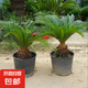 鐵樹盆景鐵樹苗蘇鐵樹苗盆栽綠植物花卉大鐵樹盆景苗大型綠植花卉 鐵樹球莖10-12cm