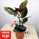 竹節(jié)海棠花盆栽大葉斑點四季斑葉竹節(jié)秋海棠花卉綠植物室內(nèi)陽臺苗 一年苗20厘米左右