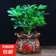 四季常青八方來財(cái)鴨腳木室內(nèi)陽臺桌面綠植大型盆栽花卉綠蘿發(fā)財(cái)樹 八方來財(cái)【15-25cm]】4顆+陶瓷發(fā)字盆+肥料