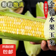 甘肅水果玉米清甜玉米蒸煮多樣吃法單包玉米 帶箱3斤