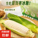 爆漿冰糖牛奶水果玉米  開袋即食超甜  直播間同款 爆漿超甜牛奶水果玉米4-6根裝