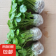 銅錢草水培植物室內(nèi)辦公室桌面盆栽花卉四季常青綠植凈化空氣懶人 銅錢草帶葉子特惠款51-70根+營養(yǎng)液【1份】 不含盆