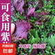 雙面紫色紫蘇葉可食用盆栽種植苗紫蘇秧苗陽臺四季庭院紫蘇蔬菜 紫蘇秧苗 18顆送1肥料