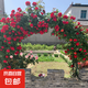 藤本月季爬藤大苗薔薇花大苗特大花庭院爬墻植物四季開花濃香盆栽 蒂娜【150CM—160CM高發(fā)貨】