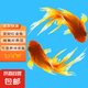 紅金魚活魚觀賞魚小金魚活體魚苗小苗魚招財魚風水魚淡水魚冷水魚 【二龍戲珠】2條5-8CM招財紅金魚