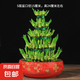節(jié)節(jié)高富貴竹塔水培室內(nèi)植物盆栽竹子轉(zhuǎn)運(yùn)開(kāi)運(yùn)竹發(fā)財(cái)富貴竹寶塔竹 5層竹塔+吉祥紅福陶瓷盆