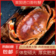 英國面包蟹 鮮活速凍發(fā)貨 海鮮特大螃蟹黃金蟹新鮮珍寶蟹 鮮活速凍面包蟹 400-600g/只