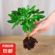 八方來財(cái)鴨腳木盆栽發(fā)財(cái)樹盆栽四季常青開業(yè)喬遷大型綠植花卉盆栽 八方來財(cái)1顆苗【不含盆】