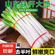 山東正宗鐵桿大蔥新鮮蔬菜調(diào)料燒烤火鍋食材 凈蔥去皮去半葉嘗鮮 1斤 凈重