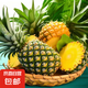 廣東香水菠蘿新鮮水果菠蘿鳳梨整箱包郵單果500g起 【囤貨】帶箱4斤凈重3.7-3.9斤（約2-3粒）
