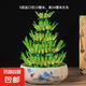 節(jié)節(jié)高富貴竹塔水培室內(nèi)植物盆栽竹子轉(zhuǎn)運(yùn)開(kāi)運(yùn)竹發(fā)財(cái)富貴竹寶塔竹 5層竹塔+荷花陶瓷盆