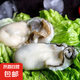 新鮮生蠔肉速凍去殼海鮮 250g/盒原漿生蠔肉 2盒