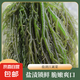 鹽漬江蘺菜海菜涼拌菜海帶苗海帶頭裙帶菜海帶絲干貨龍須菜 鹽漬江蘺菜普通款500克*1袋