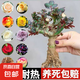 玫瑰老樁花苗室內(nèi)外盆栽地栽陽臺四季開花好養(yǎng)易活花卉月季苗秧 混色系【3顆裝】+肥料