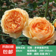 薔薇花苗爬藤植物藤本月季四季開花卉特大濃香型玫瑰盆栽庭院陽臺 瑪格麗特王妃【四季大花濃香】 1.6米高左右【多分枝當(dāng)年開花】推薦