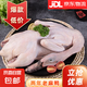 新鮮冷凍正宗兩年以上老麻鴨水鴨農(nóng)家散養(yǎng)土鴨子老鴨子包郵 2年以上老麻鴨2斤/只*1只