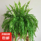 波斯頓蕨霸王蕨腎蕨威武蕨植物垂吊綠植喜水喜陰綠植盆栽造景綠植 霸王蕨【冠幅50-60厘米】加侖盆