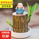 巴西木開花水養(yǎng)格魯特小木人水培幸運木室內好養(yǎng)懶人花卉綠植盆栽 【巴西木+白盆+小和尚】送液 【帶芽發(fā)貨】裸根不帶土高10-15厘米