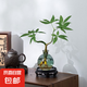 奇趣發(fā)財(cái)樹(shù)水培植物室內(nèi)綠植小盆栽辦公室四季常青好養(yǎng)活桌面盆景 2顆造型發(fā)財(cái)樹(shù)+灰青圓燈玻璃瓶+圓形底座
