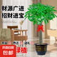發(fā)財樹大型綠植室內(nèi)客廳花卉大盆栽落地辦公室擺件陽臺放輕松植物 【獨桿】1.2-1.3m 原盆