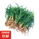 矮麥冬草庭院玉龍草苗耐寒踐踏園林綠化苗木草坪植物金邊麥冬草 日本矮麥冬/玉龍草50斤凈草 裸根不帶土