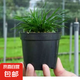 微型盆景金錢(qián)菖蒲黃金姬虎須水培隨手香盆栽水陸缸造景綠植蘭花 菖蒲2盆【原盆原土】