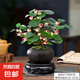 小盼菩提帶果菩提樹室內(nèi)禪意盆景辦公室茶桌辦公桌面室內(nèi)造型盆栽 菩提樹【5-8個果】舍得陶瓷盆+肥料