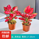 吉利紅盆栽如意皇后中國紅萬年紅彩葉植物水培好養(yǎng)懶人凈化空氣 吉利紅2盆+育苗盤+肥料