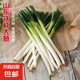 山東正宗鐵桿大蔥新鮮蔬菜調(diào)料燒烤火鍋食材 凈蔥去皮去半葉 2斤 凈重
