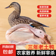 土鴨麻鴨3年老鴨子 農(nóng)家散養(yǎng)老鴨新鮮冷凍鴨肉整只煲湯食材 老鴨5-6斤