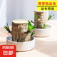 巴西木開花水養(yǎng)格魯特小木人水培幸運木室內(nèi)好養(yǎng)懶人花卉綠植盆栽 【巴西木+精品白盆】送液 【帶芽發(fā)貨】裸根不帶土高10-15厘米