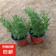 新鮮迷迭香苗盆栽可食用牛排用香草百里香室內(nèi)陽臺提神驅(qū)蚊植物 迷迭香原土原盆2盆