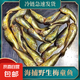 東海本港新鮮海捕冷凍梅童魚梅子魚正宗細(xì)眼大頭寶梅童魚獅頭魚 21-25頭一斤 清蒸紅燒都美味 3斤裝 大頭寶梅童魚 凈重?zé)o冰