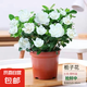 帶花苞濃香型梔子花室內(nèi)綠植盆栽四季開(kāi)花桌面花卉凈化空氣好養(yǎng)活 大盆梔子花+原盆原土+帶花苞+肥料
