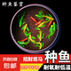 招財(cái)觀賞魚(yú)蝶翼長(zhǎng)尾斑馬魚(yú)活體小魚(yú)耐活熱帶魚(yú)好養(yǎng)冷水魚(yú)淡水活魚(yú) 2-4cm翡翠斑馬2條種魚(yú)（可繁殖）