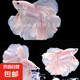 【泰國進(jìn)口精品斗魚】觀賞魚苗金魚熱帶好養(yǎng)耐活體淡水半月婚紗魚 S級*粉白公下單送魚食