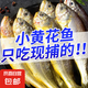 【特價便宜】新鮮無冰小黃魚整條小黃魚新鮮海捕純野生海鮮水產(chǎn) 黃魚（1斤10-11條左右）4斤