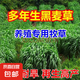 進(jìn)口牧草種子多年生黑麥草魚(yú)草喂養(yǎng)雞鴨鵝豬牛羊種籽 【耐寒耐旱】多年生黑麥草種子 500克（更實(shí)惠）