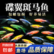 七彩蝶翼斑馬魚觀賞魚好養(yǎng)耐活 觀賞魚 熱帶魚 蝶翼斑馬2-3cm顏色隨機 10條